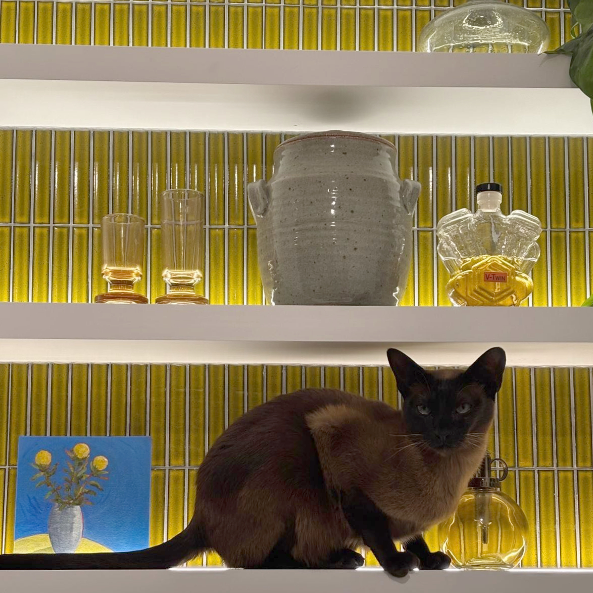 Cat on shelf with mosaic feature tile behind